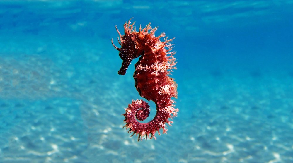 seahorse swimming